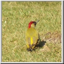Picus viridis - Gruenspecht m02.jpg